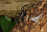 Ancylometes sp., from Peru, male with sperm web, photo by A. Leetz