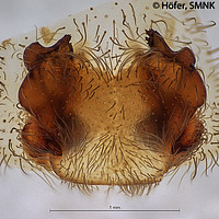 Centroctenus acara, female epigyne, ventral view
