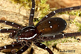 Ancylometes species of uncertain belonging - bogotensis or concolor, from Peru, photo by A. Leetz