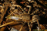 <i>Ancylometes bogotensis</i> - adult female with a Poeciliidae, Tirimbina, Costa Rica © W. Lapinski