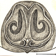 epigyne, ventral, scale bar 1 mm