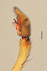 Centroctenus acara, male palp, retrolateral view