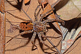 Ctenus villasboasi - female   Photo: Hubert Höfer