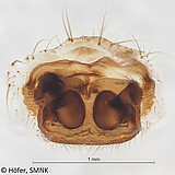 Ctenus manauara, female vulva, dorsal view Photo: Hubert Höfer