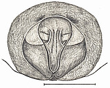 female epigyne (drawing by A.D. Brescovit)