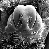 female epigyne, scale bar 0.1 mm