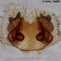 Centroctenus acara, female vulva, dorsal view