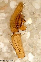 Ctenus minor, male palp, prolateral