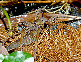 Ancylometes bogotensis preying on a fish in Trinidad Photo: Amy Deacon