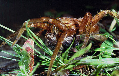 Ancylometes rufus, female carrying egg-sac