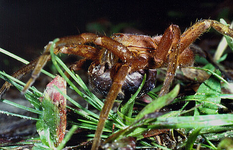 Ancylometes rufus, female carrying egg-sac Ancylometes rufus, female carrying egg-sac