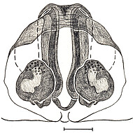 vulva, scale bar 0.5 mm
