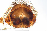 Ctenus dubius, female epigyne, ventral view