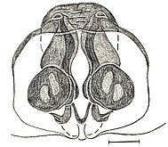 vulva, dorsal, scale bar 0.3 mm
