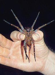 holding an Ancylometes rufus female