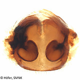 Ctenus amphora, female vulva, dorsal view Photo: Hubert Höfer