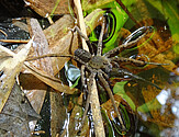 Ancylometes bogotensis preying on a fish in Trinidad Photo: Amy Deacon