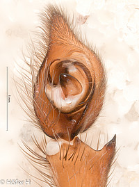 Centroctenus auberti, male palp, ventral view (specimen from French Guiana)