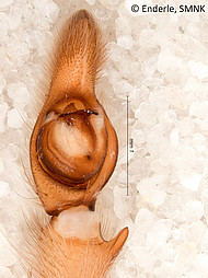 male 2 from Manaus, palp ventral