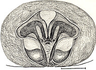 epigyne, scale bar 0.6 mm