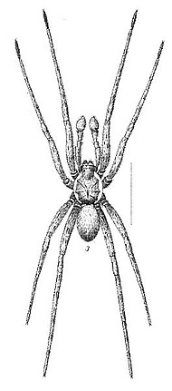 Lyctoctenus bogotensis from O.P.Cambridge, 1872