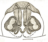 vulva, dorsal, scale bar 0.5 mm