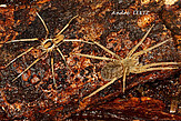 <i>Ancylometes bogotensis</i> - couple, Colombia, photo by A. Leetz