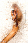 male from French Guiana, palp retrolateral
