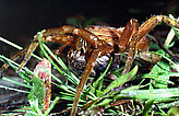 <i>Ancylometes rufus</i> female carrying egg sac