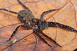 Ctenus inaja - female   Photo: Thiago Gomes de Carvalho