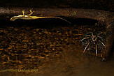 <i>Ancylometes bogotensis</i> - adult male beside a sleeping Norops oxylophus, Tirimbina, Costa Rica © W. Lapinski