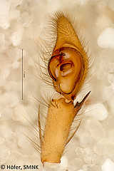 Ctenus minor, male palp, ventral - retrolateral