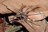 Ctenus amphora - male   Photo: Hubert Höfer