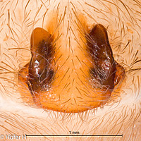 Centroctenus auberti, female vulva, dorsal view (specimen from French Guiana)