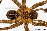 Ctenus maculisternis, male from ventral showing the dotted sternum