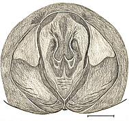 epigyne, ventral, scale bar 0.5 mm