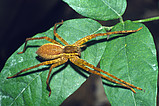 Cupiennius bimaculatus - subadult female