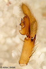 Ctenus minor, male palp, retrolateral