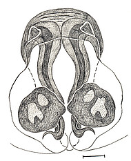 female epigyne