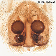 female 3 from French Guiana, vulva dorsal