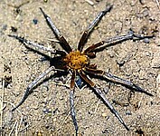 male from Manaus