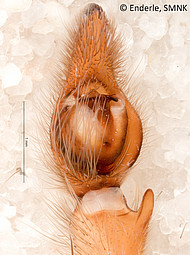 male 2 from French Guiana, palp ventral