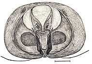 epigyne, ventral scale bar 0.25 mm