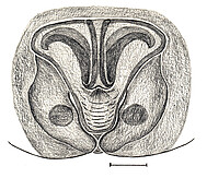 female epigyne, scale bar 0.1 mm