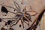 Ctenus amphora - female   Photo: Hubert Höfer