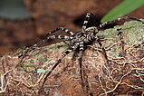 Ctenus inaja - male   Photo: Thiago Gomes de Carvalho