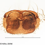 Ctenus manauara, female epigyne, ventral view Photo: Hubert Höfer