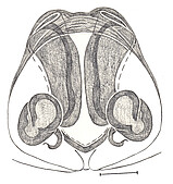 female epigyne (vulva, drawing by A.D. Brescovit)