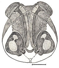 vulva, dorsal scale bar 1 mm