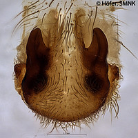 Centroctenus auberti, female vulva, dorsal view (specimen from Manaus)